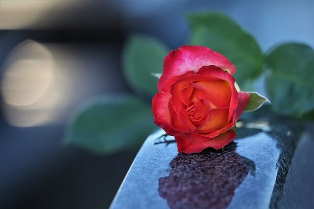 a beautiful rose