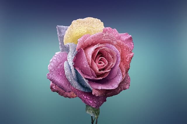 multicolor rose