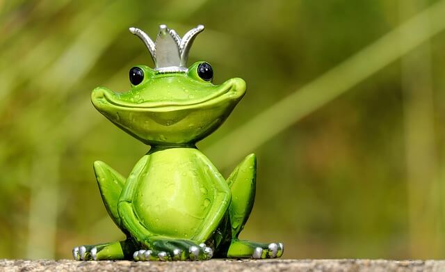 funny frog